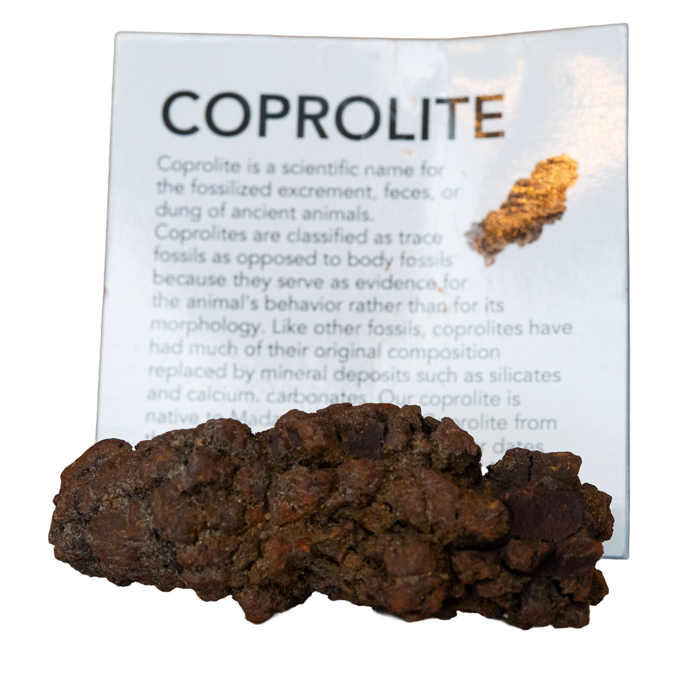 Dinosaur Dung Poop Coprolite from Madagascar