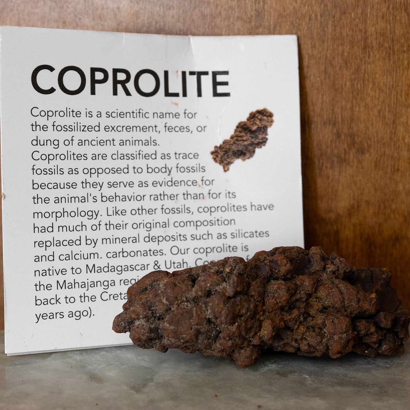 dung vorname Dinosaur Dung Poop Coprolite from Madagascar