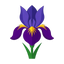 Absolute Iris aus Marokko
