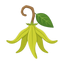 Afrikanisches Ylang-Ylang