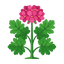 Ägyptische Rosengeranie