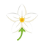 Ägyptischer Jasmin