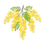 Akazienblüten