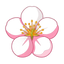 Aprikosenblüte