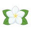 Arabischer Jasmin