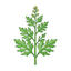 Armoise