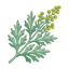 Artemisia