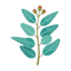 Australischer Eukalyptus