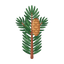 Balsam
