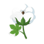 Baumwollblüte