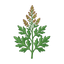 Beifuß