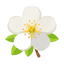 Birnenblüte