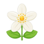 Bitterorangenblüte