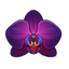 Black Orchid Accord