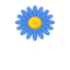 Blaue Kamille
