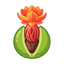 Blumige Muskatnuss