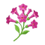 Blüten der Tabakpflanze