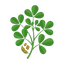 Bockshornklee