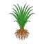 Brasilianisches Vetiver
