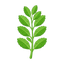 Buchu