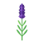 Bulgarischer Lavendel