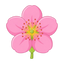 Buschpfirsichblüte
