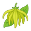 Cananga