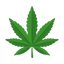 Cannabis