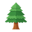 Cedro
