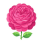 Centifolia Rose