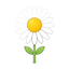 Chamomile
