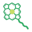 Chlorophyll