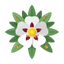 Cistus Labdanum