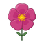 Cistus