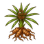 Zypriol