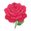 Damaszenerrose