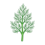 Dill