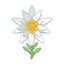 Edelweiss