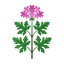 Egyptian Geranium