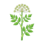 Engelwurz