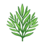 Estragon