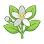 Fiori d'Arancio