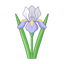 Florentinische Schwertlilie