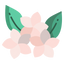 Orangenblüte
