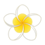 Frangipani