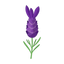 Französischer Lavendel