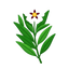 Französisches Labdanum