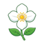 Frischer Jasmin