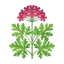 Galbanum Geranie