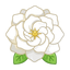 Gardenienblüten
